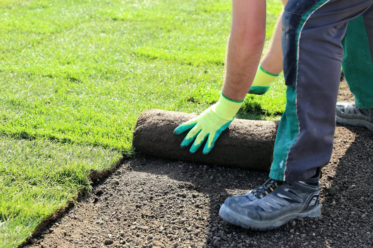 Sod installation